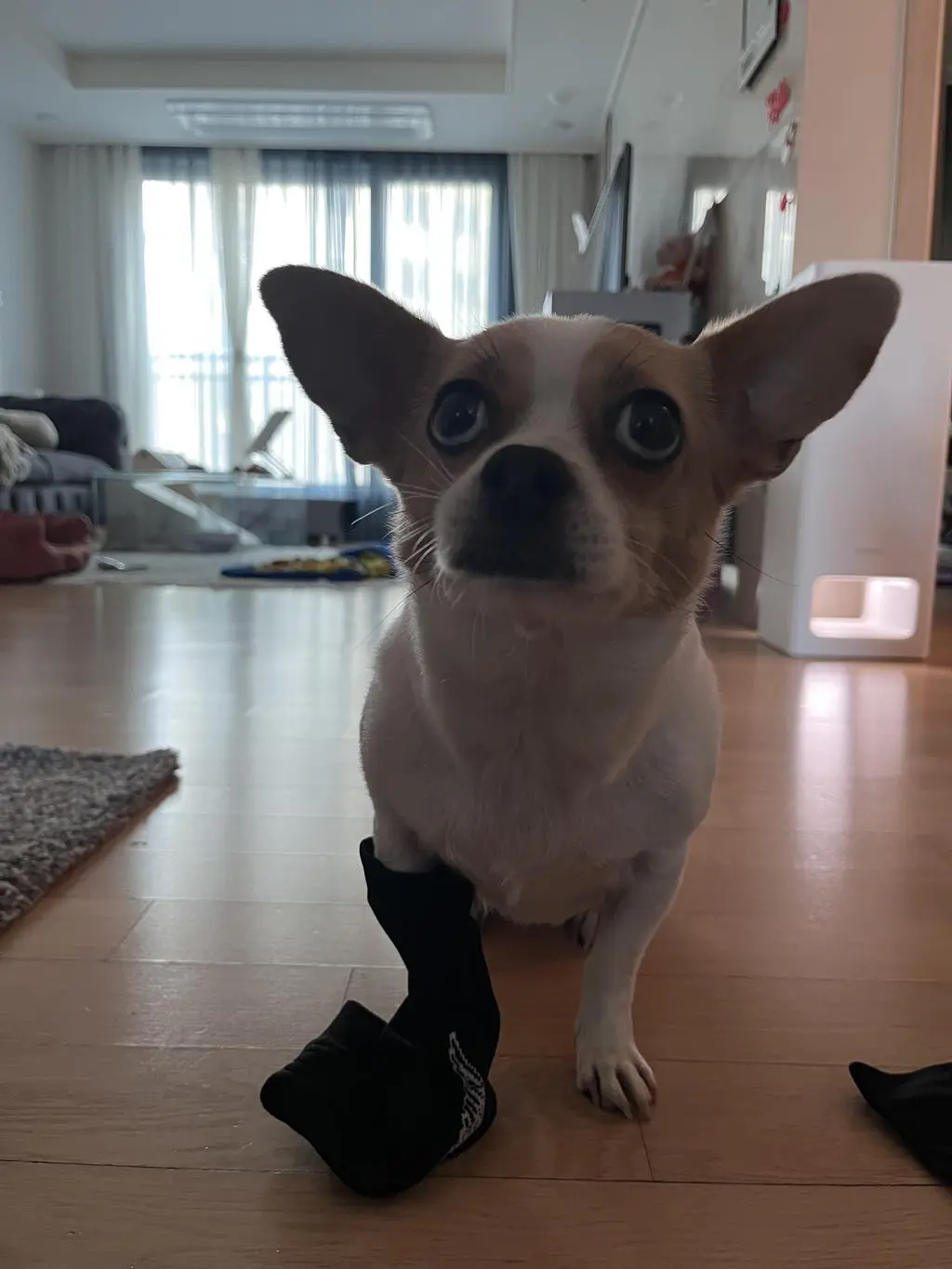 두번째 구매입니다. 러닝화 전문점에서 추천받은 비싼 독일 양말이 러닝 한번에 지우개