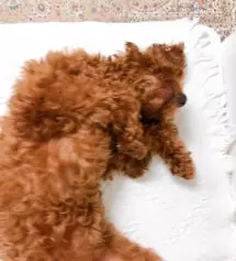 사이즈가생각보다 컸는데 엄청엄청 편해서 깜짝놀랏고
