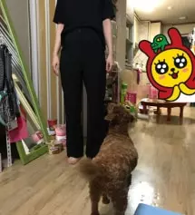 XS/160을 구매해서 입었는데 너무 꽉 끼고 기장도 길었어요 티를 바지안에 안입고 넣으