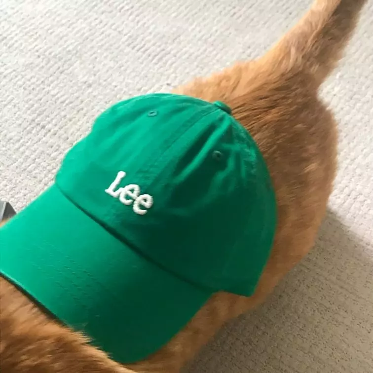 고양이가 써도 이쁘네요 모자 마음에 들어요 잘샀어요