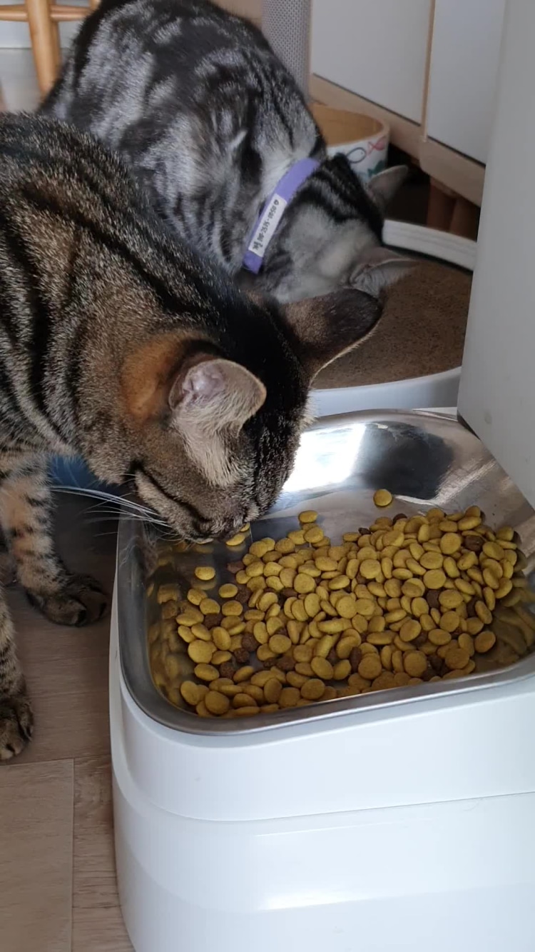 하림펫푸드 가장 맛있는 시간 30일 고양이 헤어볼 사료 기호성 좋아요. 4